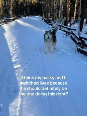 Iditarod definitely not in grizzly’s future #dogsoftiktok #husky #snowdogs 