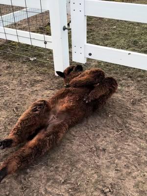 🦙Update on Marigold! Marigold is one of our cria that was born last summer. She is doing great!  #eagleeyefarm #Farmgirlfab #riverfallswi #marigold #alpacas #cria #alpacafarm #WisconsinAgriculture #farm #update 