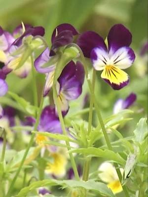 Gretchen and Ron have a beautiful garden, and once their son Ben passed away, they expanded the garden into what's known as a memorial garden to always remember him and others who have passed. One plant they have is a Viola tricolor, also known as a Johnny Jump up - which the parents renamed as Benji Jump up because he used to pick them. . https://www.pbs.org/video/the-memorial-garden-dhefuq/ . Support Pioneer PBS at tinyurl.com/supportpioneerpbs . #memorialgarden #death #lovedones #rememebrance #gonetoosoon #prairieyardandgarden #pioneerpbs #pbs #plants #flowers #Violatricolor #JohnnyJumpup