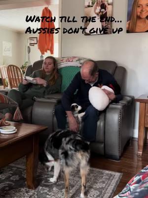 “I will not give up… ever” #aussiesdoingthings #aussie #australianshepherd #nevergiveup #neverstopexploring #munchie #dogmom #aussielife #fyp #adventure #baby #tuff #foryoupage #create 