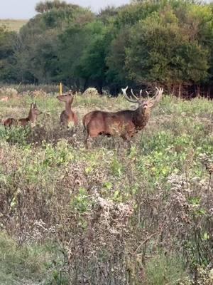 Ewww that smell #redstag #wildlifephotography 