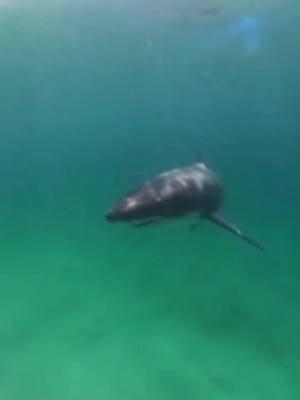 Curious yet cautious – that’s the white shark! While they’re known for their inquisitive nature, often approaching boats and objects to investigate, they can also be surprisingly shy, retreating when they feel uneasy. Check out this amazing footage captured by @carvedbanks, who got a rare glimpse of a curious white shark up close! It’s a reminder of the delicate balance between awe and respect we must maintain in the presence of these incredible apex predators.  #WhiteSharks #SharkCuriosity #OceanAdventure #OCEARCH #SharkConservation #MarineLife #FactsOverFear