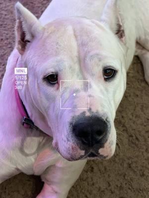 Bianca 🥰 #thedogodaddy #dogo #dogoargentino 