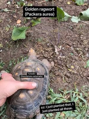 #plantnative #nativeplant #nativeplants #garden #gardening #pets #pet #tortoise #tortoisesoftiktok #nativeplanttok #ecology #eco #wildlife #conservation #habitat #ecosystem #environment #nature #plants #habitat #plant #ecotok #environment #ecoactivist #environmentalactivism #environmentalactivist #planttips #gardeninghacks #planttiktok #PlantTok #turtle #turtles #turtletok #turtlesoftiktok #reptile #reptiles #reptilesoftiktok #reptilelover #redfoottortoise #naturetok #naturetoks #herpetology 