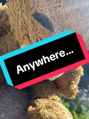 #anywhere #goanywhere #urbex #abandoned #explore #urbanexplore #teddybeartravels 