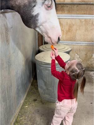 Between stabbing Fendi and trying to stuff the carrot in Versaces mouth…this video may be the most entertaining 😂 #fyp #viral #barnlifeisthebestlife #horsesoftiktok #babygirl #hearthorse #treats #farmlife #toddlermom 