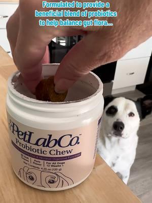 And don’t forget… normal 💩 too… #ad #PetLabCo #ProbiotictLabCo #probiotic #dogprobiotic #dogpoop #doggi #healthydog #lifewithroggie #roggiebluemagoo #roggie #rogerbluemagoo 