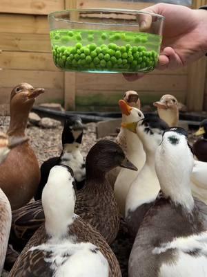 First peas of the new year 🦆🫛 #ducks #ducksoftiktok #cuteducks #cuteanimals #ducktok🦆 #homestead #backyardflock 