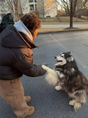 If you’re missing a dog in Simpsonville SC let us know & shoot us a message‼️ I think we’ve fallen in love with this dog❤️😭 he was matted and dirty 😕 we did this while having sinusitis and walking pneumonia 🤧 #stray #southcarolina #husky #simpsonville #lostdog #missingdog #greenville 