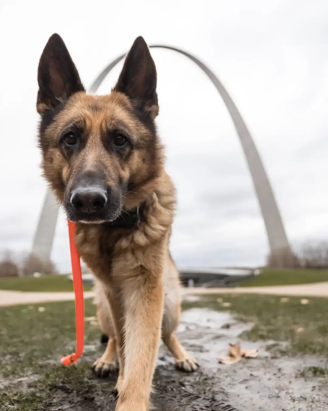 A quick trip to the gateway to the west for New Years! Looking forward to another year of traveling with my the best dogs I could ask for 🥰 #photography #shotoncanon #happynewyear #traveling #videography #gatewaytothewest #stlouis #missouri 