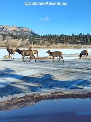 Elk herd at Lake Estes in Estes Park Colorado.  #ORIGINAL #fyp #foryoupageシ #Colorado #elk #bullelk #elktok #estespark #estesparkcolorado #colorado #reels #CapCut 