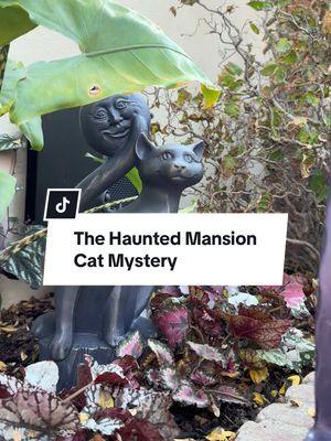 Technically, it’s “Catgoyle on the Loose Statue!” (The exclamation point is my favorite 😂)  When ghost host voice actor Paul Frees was recording the narration for the Haunted Mansion, he recorded several outtakes that talk about the one-eyed demon cat, which was a part of the script that never ended up making it into the final story. The idea was the demon cat slipped in the door when the butler wasn’t looking. He was a powerful being that hated mortals, so the ghost host warned guest at the beginning of the ride to be aware of the cat. The cat’s head would first follow guests as a glowing eye, then appear as an undead cat’s head, and  finally transform (oddly enough) into a human skull and popping out at guests as they made their escape.  I do want to mention that this is just my personal theory about the cats in the queue, but it’s based off of solid evidence of the Haunted Mansion’s history. I don’t know for sure that the imagineers intended this transformation, but it seems likely as they teased one-eyed cat story in their concepts for the new queue. Given that everything in the queue is foreshadowing (or alludes to transformation), it makes sense that as you draw closer to the Mansion, your sense of foreboding grows and the cat changes from somewhat cute and cuddly to terrifying.  The full moon over the second cat may also hint at transformation, perhaps like werewolves changed during the full moon, though it definitely gives off creepy Journey into Imagination Figment moon vibes 🌚 #ha#hauntedmansiona#catsi#disneyparksi#disneylandn#oneeyedcate#demoncatm#imagineeringa#hauntedmansionqueuei#disneyhistoryi#disneysecretsi#disneytriviai#disneyfactsi#disneylandcaliforniai#disneylandresorta#xatencioi#disneyridei#disneyridesi#disneyattractioni#disneyfani#disneynerdi#disneycatsi#disneytiktoki#disneytokp#spookydisneyb#obscuredisney