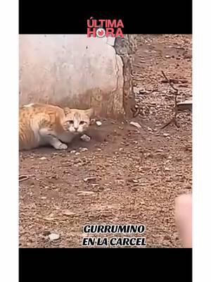 Gurrmino en la carcel! #videosgraciosos #animalesgraciosos #animalesasombrosos #mascotasgraciosas #mascotasasombrosas #petlover #abiertohastalas12 