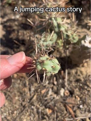 RIP to me, thinking it was a good idea to take home a jumping cactus 😬🌵#jumpingcactus #cholla #freeplants #cactus #freeplantsforever 