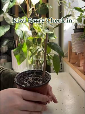 I iust want kiwis #DIY #plants #plantsoftiktok #PlantTok #planttiktok #growingfood 