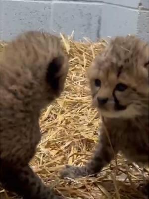 Have you seen the new baby cheetah triplets at @Dickerson Park Zoo in Springfield, Missouri? #babyanimals #springfieldmissouri #417 #babycheetah 