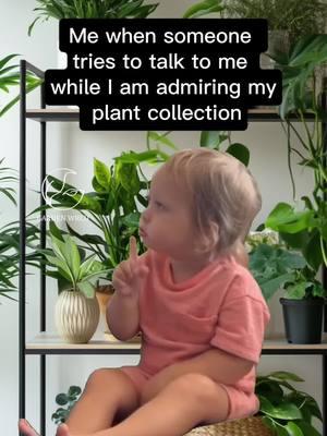 Let me admire in peace 😂 #gardenwrld #gardening #plantcollection #plantlovers #houseplants #houseplantaddict #gardenlovers #gardening101 #gardenhacks #planthacks #houseplanttips #houseplanthacks #plantmemes #memes #houseplantmemes 