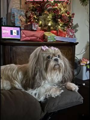 Poof… my Karma girl              #fyp #fypシ #foryoupageofficiall #foryoupage #kentucky #2025 #shihtzu #shihtzusoftiktok #shihtzulovers #dogsoftiktok #puppylove #furbaby #poof 