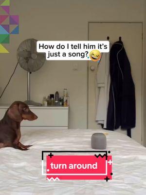 TURN AROUND 🎶 🎵.................... . . .       . . #funnyvideos #funny #funnypets #fypシ #trending #viral #trend #animals #dogsoftiktok #catsoftiktok #musica #dancing #dancingdog #2025goals #goals2025 #newyear #nyc #challenge #parati #weenkend #holiday #backtowork #Love #loveanimals 