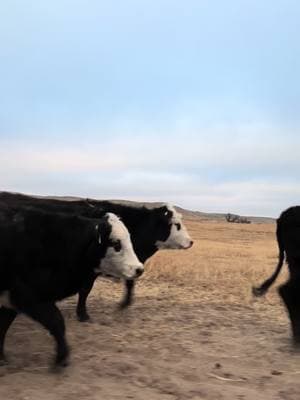 Caking the heifers #nebraska #sandhills #caking