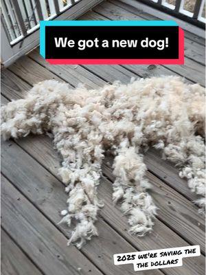 Give me some grooming tips! #petgroomer #poodle #doggroomer #advice #tips #pets #newdog #dogsoftiktok #owlsomekinders 