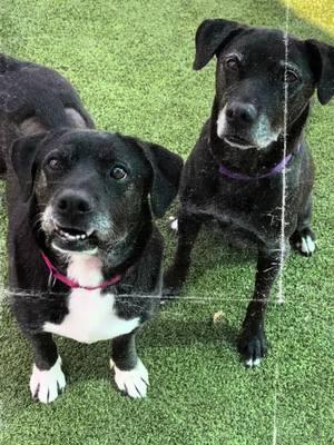 Inseparable and full of love! Meet Joy and Angel! They are one of our ultimate bonded pairs we have here at OFSDS! 🐾❤️ #BestFriends #DogLove #ofsds #seniordogs #Love #oldfriendsseniordogsanctuary #fyp #seniordogs #bondedpairdogs #dogsoftiktokviral🐶🦮 #dogs #fypシ #fypage #fyp #seniorbondedpair🐾💚💛 