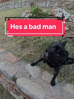 Don’t mess with Bad Bad Leroy Brown. #leroy #leroybrown #frenchie #fyp #dog #dogsoftiktok #disturbed 