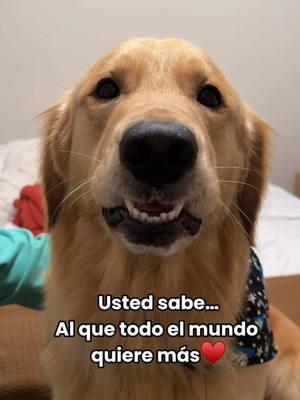 Soy el bonito gente ♥️👍🏻 #dogsoftiktok #PetsOfTikTok #goldenretrieverlife #goldenretrieversoftiktok #doglover #petlover #goldenretriever 