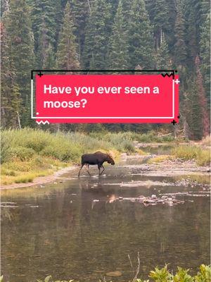 2024 was definitely a good year to see moose! I can’t believe how many moose I saw this year! Unbelievable! 😍 #visitmontana #findyourbackcountry #landscape_lovers #global_creatives #mountainsarecalling #glaciernationalpark #glaciermt #dirtbaggypsies #americasbestidea #nationalparkgeek #nationalparkobsessed #fantasticearth #natures_hub #montanalife #montanagram #visual_heaven #awesome_earthpics #northwestisbest #glacier #exploreglacier #exploremore #wanderxwonder #americanview #goatworthy #hikingadventures #epic_landscape #lastbestplace 