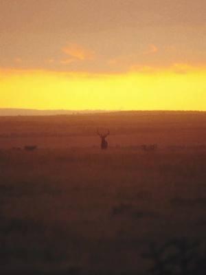 New adventures are on the horizon for 2025, bringing the promise of fresh opportunities, bold challenges, and unexpected discoveries.  This year invites us to embrace change, explore uncharted paths, and pursue dreams with renewed energy and determination.  @Cotton Mesa Ranch  #MallardBay #ExperinceBeyondLimits #TakeThatTrip #Elk #BigGame #GetOutdoors #WhatGetsYouOutdoors 