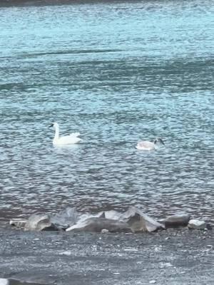 #alaska #nature #swan #trumpeterswan #kenairiver #kenailake #water #bird #waterfowl #scenery #winter #mountain #snow 