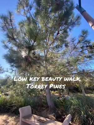 I took some photos of one of my favorite local trees .. the stunning Torrey Pine Tree has a magical and majestic vibe with giant pine cones .. todays walk is work related but I couldn’t resist . #beautywalk #encinitas #dogpark #torreypines 