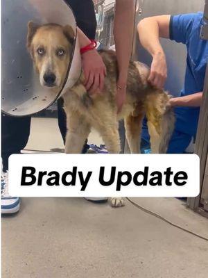 We have another update to share on #Brady! For those just joining us, Brady the #Husky had been living on the streets of Cleveland, TX, for weeks outside a local Dollar Store. With no shelter in the area, shoppers did what they could for him by bringing bowls of food and water and even a blanket to keep him warm. However, tragedy struck when Brady was hit by a speeding car, leaving him with crippling injuries. The driver didn't bother to stop, so Brady was forced to drag his broken body back to the only home he knew: the Dollar Store. Brady's friends found him right away and immediately contacted rescuers. Brady was quickly rushed to the hospital, where he has been ever since. Brady suffered a broken spine as a result of the collision and has already undergone one surgery to repair the significant damage. He was scheduled to undergo a second surgery to address his injured leg, but that operation has now been postponed. Brady has come down with an Upper Respiratory Infection, and it is not safe for him to be put under anesthesia until the infection clears. Unfortunately, this setback will only prolong Brady's recovery. The recovery period for his second surgery is already estimated to last 6-8 weeks. Another complication arose when the top of the incision on Brady's back began to open 10 days after surgery. The incision was stapled shut to ensure it continued to heal. Brady is also receiving treatment for Heartworm disease, and he is dealing with some raw and painful tissue on his hindquarters that is being treated with antibiotic ointment. His condition is extremely fragile, and while he's made some remarkable strides, like standing for the first time on his own (!!!), he still has a VERY long way to go. Your support has been invaluable to Brady as his recovery continues, and we will need all the help we can get to support him through these setbacks. Thank you to everyone who has contributed thus far. We will continue to provide updates on his progress when we can!  LINK IN BIO - Donate 📍Nederland, TX - Hoardin’ Huskies (@Hoardin Huskies Rescue) #rescuedog #fyp #foryou #huskylife #huskiesoftiktok #stopanimalabuse #straydog #rescuestory #animallover #dogoftheday #texas