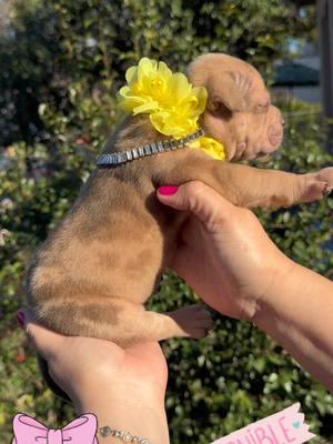 Hermosa Niña disponible 💖📲 cute girl dm to reserve  @Jesus Sanchez @Danielsanchezzz90  #sgbullyz  #americanbullylover #puppi #puppies #girlsrule #cutie #girlsjustwanttohavefun #209 #centralvalleyca #cali #california #bestbreedever #bestbreed #bullys #merle #merlebullypockets #pocket #toocute #adorableanimals #adorable #newhome #search #searching #buscar #nuevacasa 