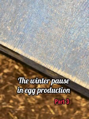 The winter pause in egg production #part3 #fyp #chicktok #chickensoftiktok #chickenkeeping #mites #lice #parasite #worms #husbandry #eggproduction #eggs #winterseason #straw #bedding 