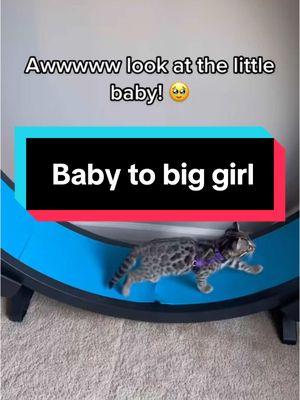 #floundercat #floundermeatloaf #flounderkitty #bengalcat #ocelot #leopardcat #catsoftiktok #bengalcatsoftiktok #bengalcatlove #purrmaid #funnycats #funnycatsoftiktok #funnycatvideo #lookatthelittlebaby #nowlookatthebigbaby #grownup 