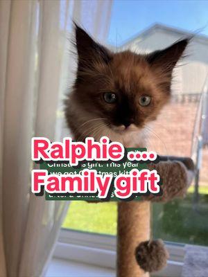 Our family Christmas gift! #achristmasstory #ralphie #fragile #familygift #kitty #catsoftiktok #christmas #christmas2024 @PJ 