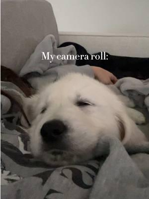 My camera roll 🎥🎞️🐶 #DogTok #DogsOfTikTok #PuppyLove #DogLife #CuteDogs #Fyp #PuppyTok #DogLovers #Doggo #puppy #dog #AdorableDogs #FunnyDogs #CapCut 