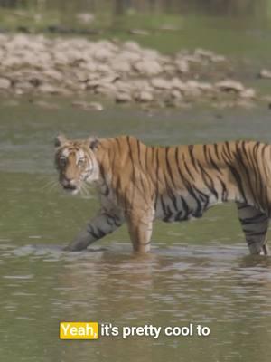 Spotting a tiger in the wild is a rare and awe-inspiring experience, a glimpse into the untamed beauty of nature. 🐅🌿 These majestic big cats are elusive by nature, expertly camouflaged in dense forests and grasslands, blending seamlessly into their surroundings. With tiger populations under threat due to habitat loss and poaching, their numbers have dwindled, making sightings even more extraordinary. Watch @grizzlyguy in Trackers Diary: Tigers of Nepal streaming now on #curiositystream today. @visionhawkfilms @the_denystaggs @micah_berman @elijharr @johnansotegui @rajanchaudhary364 . . . #visionhawkfilms #trackersdiary #animaltracking #zoology #watchandwonder