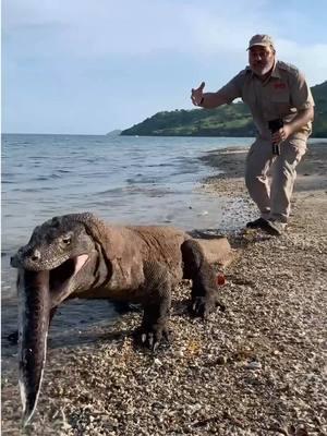 LARGEST LIZARDS IN THE WORLD🤩 Komodo Dragons can grow to be 10 feet long and they just roam around Komodo Island😳 Not only are they huge but they can also eat up to 80 percent of their body weight🤯 That is an absurd amount of food to eat in one sitting😅 • • • #amazing #beautiful #animal #wow #komodo #dragon #island #cool #video #moment #nature #beauty #big #amazing #animals #giant #beast #eating #eel #tik #tok #tiktok #tiktokanimals 