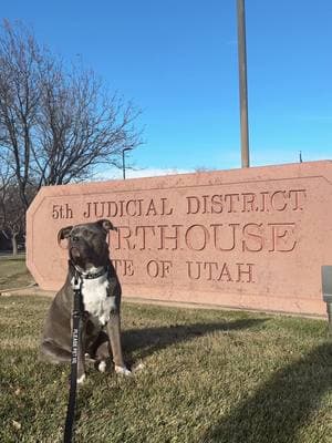 My best boy 🖤 #therapydog #volunteer #therapyanimal #utahdog #utahdogs #suu #cedarcity #therapyanimal 