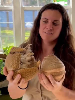 3 BANDED ARMADILLOS ARE RELATED TO SLOTHS!? 🦥 Who knew!? That’s a cool enough fun fact to last you to the weekend! These guys names are Rumba and Bella! Such perfect names for such cute little guys!🥰 • • • • • • #three #banded #armadillo #cute #wow #pokemon #animal #reels #interesting #southamerica #animals #animallovers  #cuteanimals #armadillo #style #funnyanimals #pets # #zoo #story #tik #tok #tiktok #tiktokanimals 