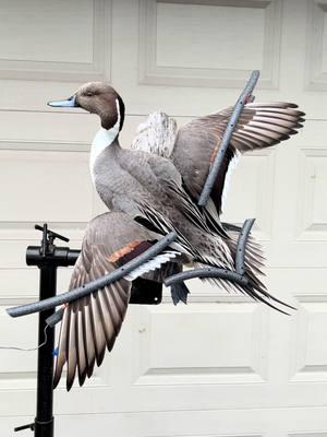 Pintail drake put up. 🦆 #taxidermy #fypシ゚viral #artist #foryoupage #waterfowl #taxidermist #foryou #pintail 