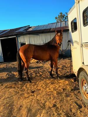 #CapCut Truck trend nah #fyp #foryoupage #barrelhorse #barrelracingtok #baymare #quarterhorse 