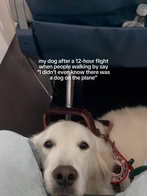 surprise surprise 🐶 #doglovers #tiktokdogs #goldenretrievers #cutestdogs #servicedoglife #servicedogtravel #assistancedog #traveldog 