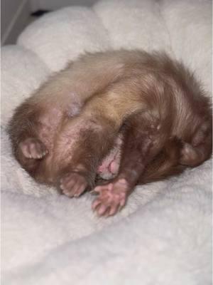 Sleepy boy 💓 #ferret #ferrettok #cuteanimals #huron #pets #hyunjin #ferretvideos 