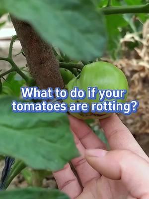 #plants #garden #farm #tomatoes #planting #gardening #farming #vegetable #farmlife #rotting #gardentips #homegarden #veggies #fertilizer 