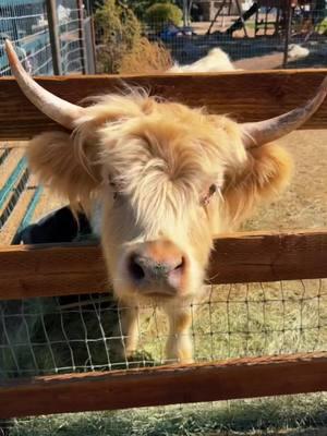 Fabulous day with the Highland Cows🐮 #arizona #highlandcows #cowfarm #minicows #moo 