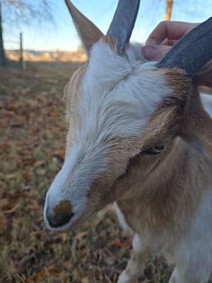 True love ❤️❤️ #moosethegoat #goatsoftiktok #foryou #fyp #farmtok #farmlife #goats #goatlife #petgoats #goatmom #sothisislove #minifarm #goattok #farmanimals #homesteading #dairygoats #TrueLove #cuteanimals #backyardbarnyard 