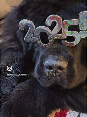 It’s 2025! Hoping you all had a fun New Years!  Our first thing on the agenda for the near year?  A snow storm!  We are hearing anywhere from 8-13 inches Sunday-Monday!  Paws crossed for a snow day! ❄️ ⛄️  #Newfoundlanddog #newfoundlandpuppy #littlemissopinionated #newfoundlanddog #newfoundlandsoftiktok by#newfie #newfiesoftiktok #brownnewfie #cocopuffthenewf #puppiesoftiktok #puppylove #newfsoftiktok #dogsoftiktok #bigdog #browndogs #puppyoftheday #puppylife #newfoundlandsarethebestdogsever #giantbreedlovers #giantbreed #newf #cutedogs  #giantbreedlovers #giantbreedsoftiktok #newyear #2025